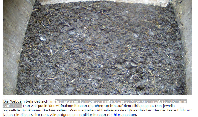 Webcam Turmfalke Nest Kirche Mirow